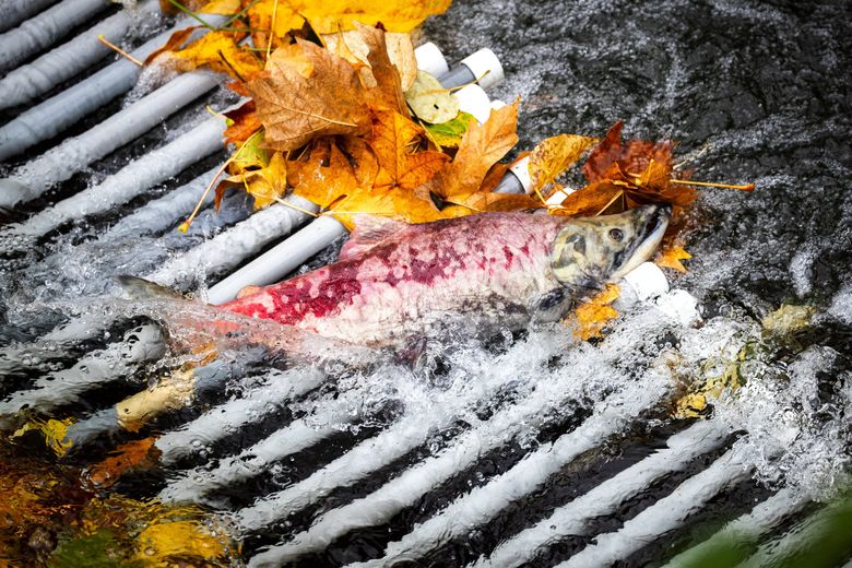 Fall is in the air, and the salmon spawn song is under way