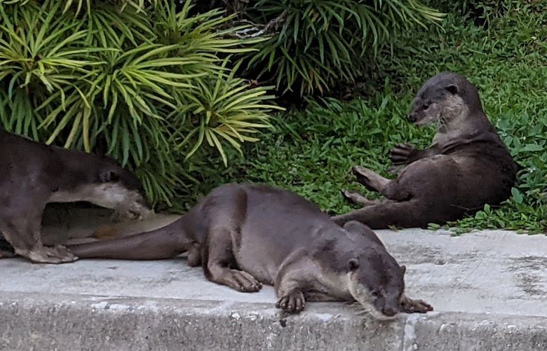 Otter watcher Jeffery Teo snaps a photo. Some locals aren’t quite so fond of the creatures, which have been known to raid fish ponds and cause a nuisance. MUST CREDIT: Washington Post photo by Marina Lopes