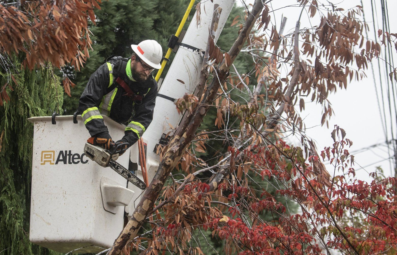 Bomb Cyclone Winds Stressed Pacific Northwest Trees Early This Year ...