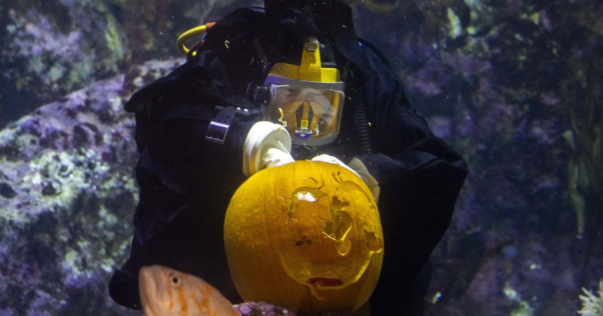 Seattle Aquarium moves the Halloween action underwater The Seattle Times