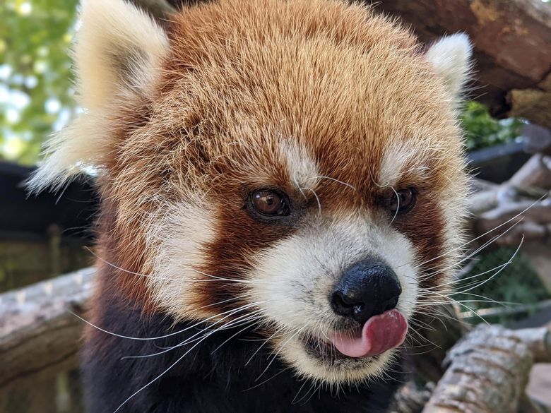 After long life and 11 cubs, Woodland Park's red panda dies at 16 years old  | The Seattle Times