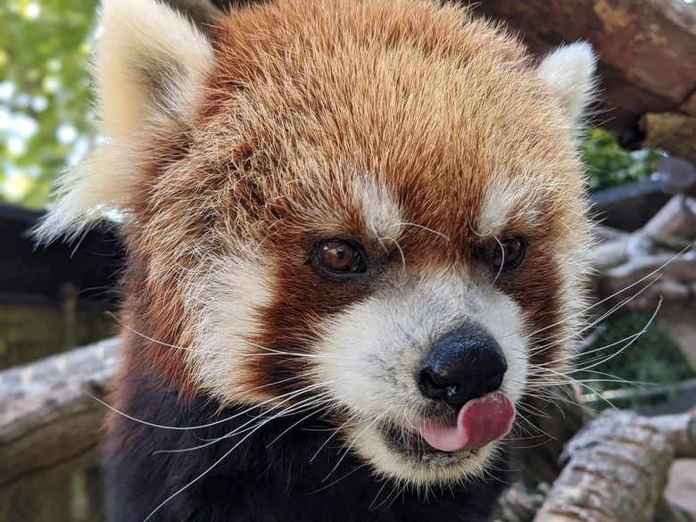 After long life and 11 cubs, Woodland Park's red panda dies at 16 years old | The Seattle Times After long life and 11 cubs, Woodland Park's red panda dies at 16 years old | The Seattle Times