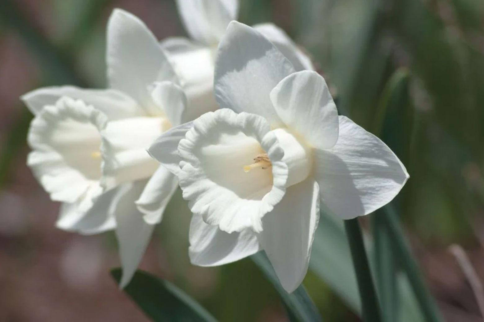 The Best Double Daffodil Varieties to Boost Your Spring Garden