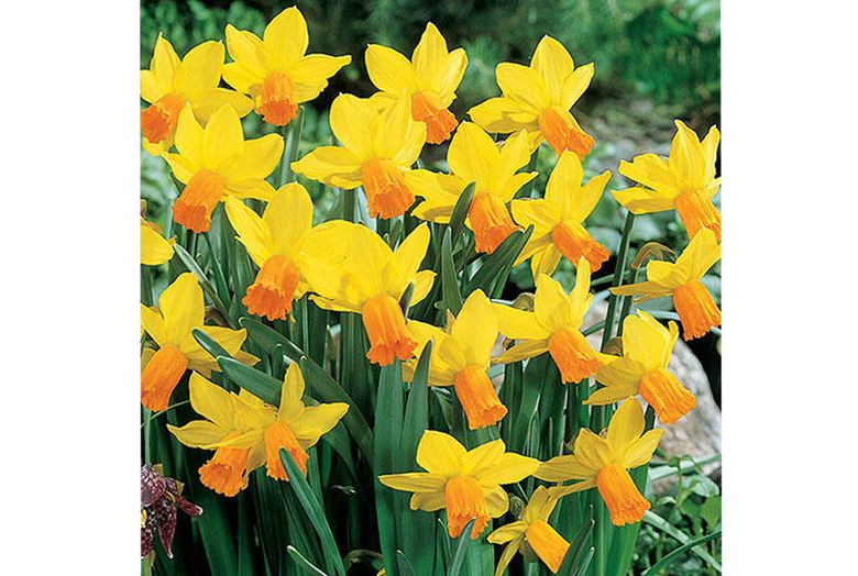 Popular Daffodil Types, Plus How to Care for Daffodils