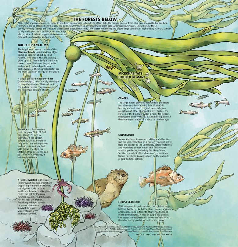 How seaweed-munching crabs could help save co