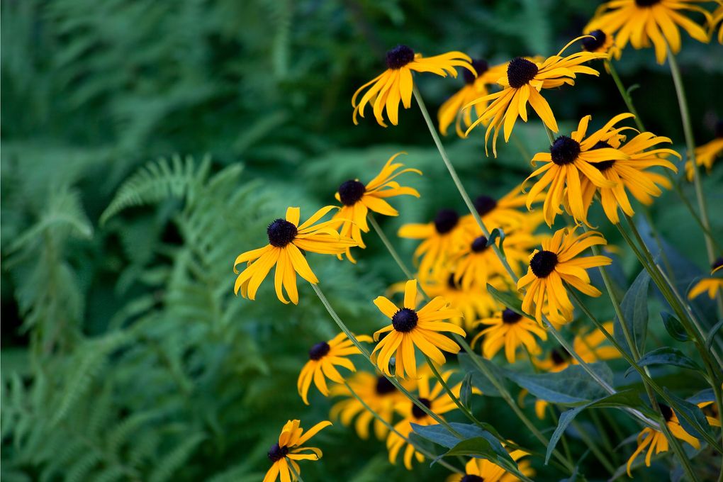 When you buy a potted black-eyed Susan, you’re paying for a lot more than just the plant. (Getty Images)