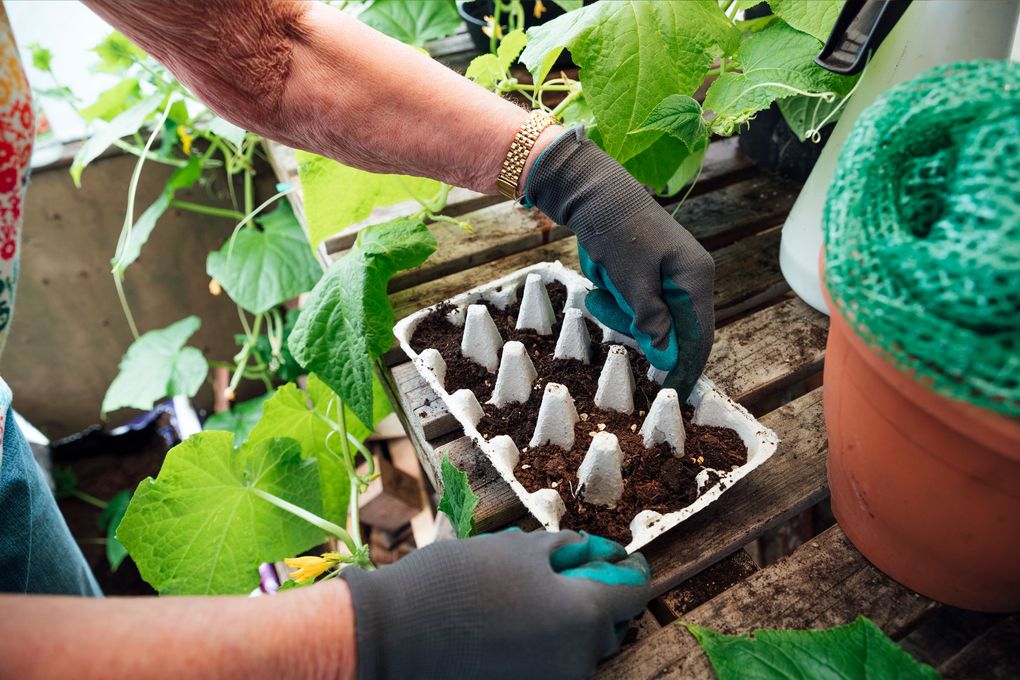 Starting plants from seed isn’t easy and requires patience. But it’s an inexpensive endeavor, and the work is rewarding. (Getty Images)