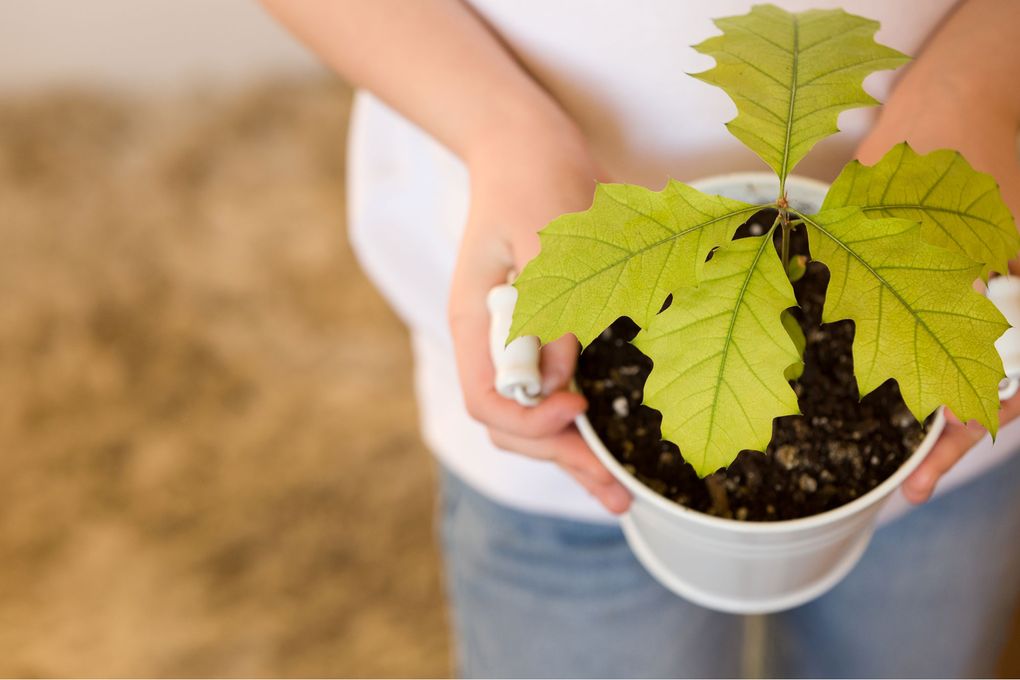 An oak tree is one of the most rewarding trees to start from seed. (Getty Images)