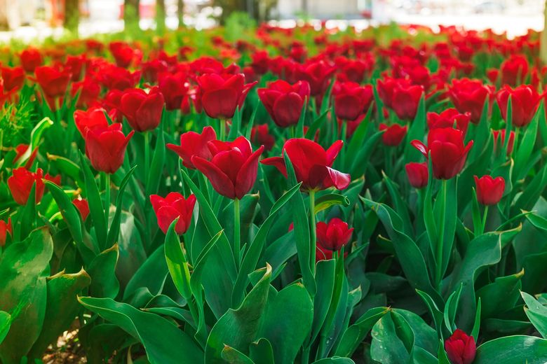Tulips: Indulge in the colors and forms of the spring classic