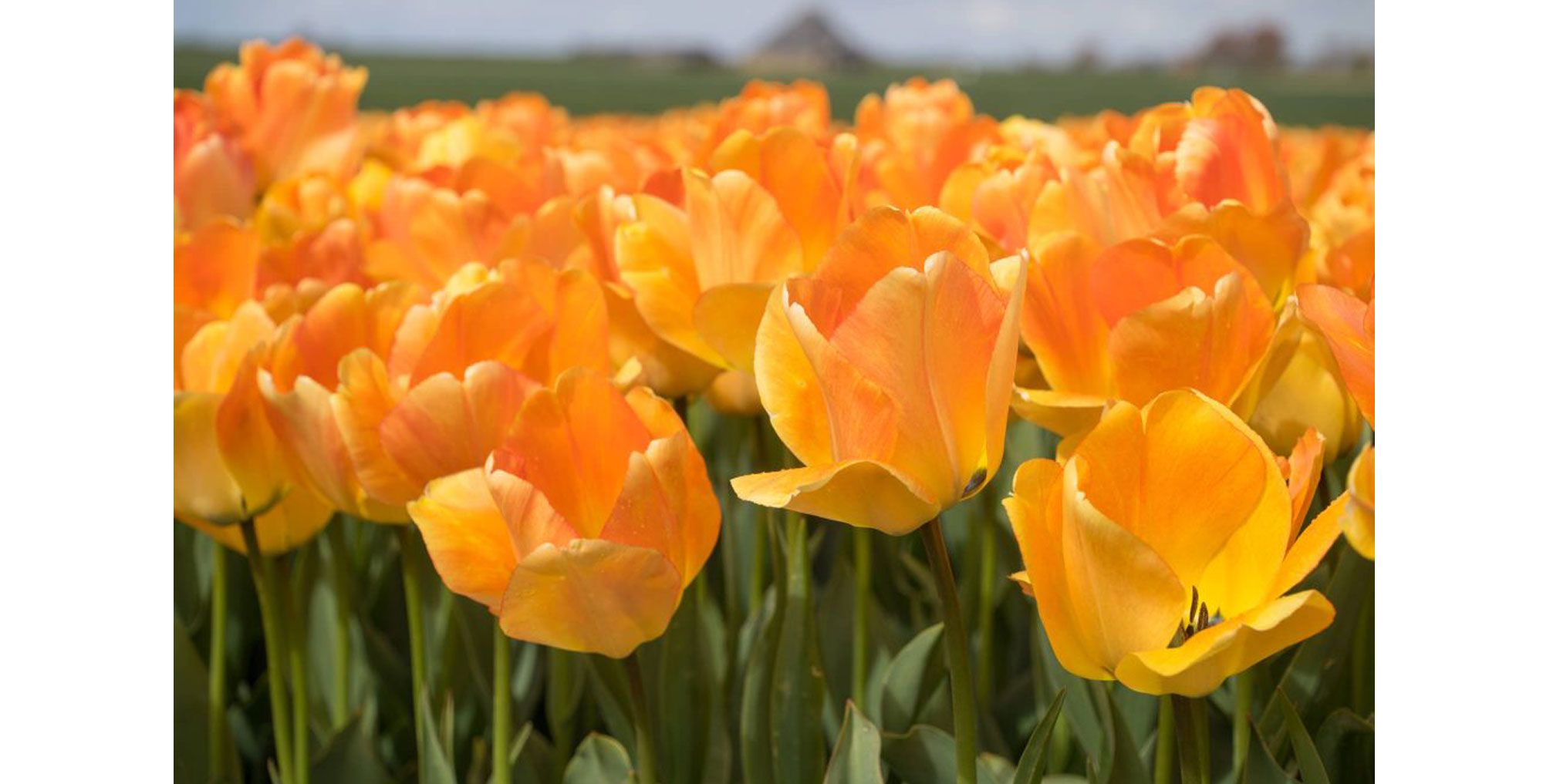 Tulips: Indulge in the colors and forms of the spring classic