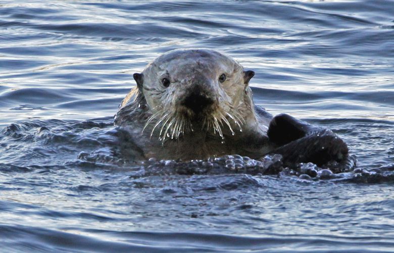 FILE- This Jan. 15, 2010, file photo shows a sea otter in Morro Bay, Calif. It’s been more than a century since sea otters were hunted to near extinction along the U.S. West Coast. The cute animals were successfully reintroduced along the Washington, British Columbia and California coasts, but an attempt to bring them back to Oregon in the early 1970s failed. Now a new nonprofit has formed to try again. (AP Photo/Reed Saxon, File)