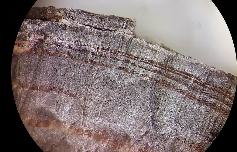 A microscope image provided by Petra Doeve shows one of the wood fragments examined by the researchers from L’Anse aux Meadows, an archeological site on the windswept northern tip of Newfoundland, Canada. L’Anse aux Meadows is the only conclusively identified Viking site in the Americas outside of Greenland. (Petra Doeve via The New York Times) – NO SALES; FOR EDITORIAL USE ONLY WITH NYT STORY SLUGGED VIKINGS RESEARCH BY KATHERINE KORNEI FOR OCT. 20, 2021. ALL OTHER USE PROHIBITED. – XNYT41 XNYT41