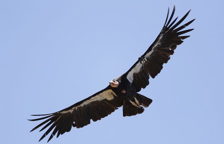 FILE – In this June 21, 2017, file photo, a California condor takes flight in the Ventana Wilderness east of Big Sur, Calif. Endangered California condors can have â€œ’virgin births,” according to a study released Thursday, Oct. 28, 2021. Researchers with the San Diego Zoo Wildlife Alliance said genetic testing confirmed that two male chicks hatched in 2001 and 2009 from unfertilized eggs were related to their mothers. Neither was related to a male.(AP Photo/Marcio Jose Sanchez, File) NY124 NY124