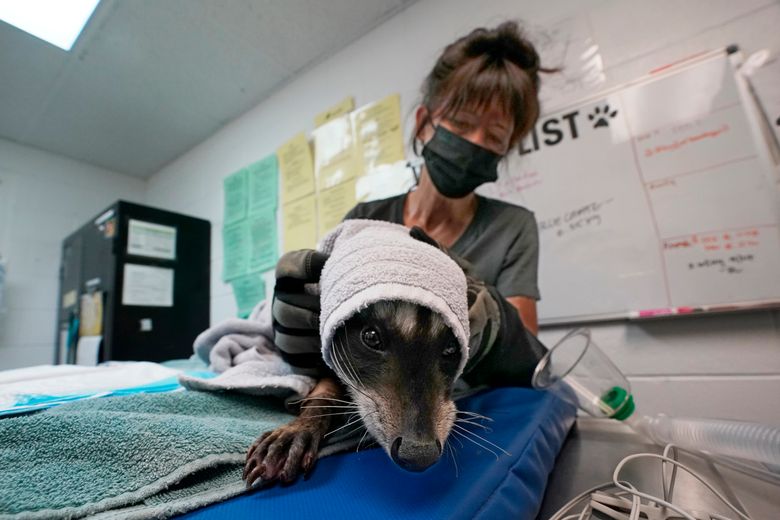 Seattle Mariners adopt team dog and save him from euthanasia