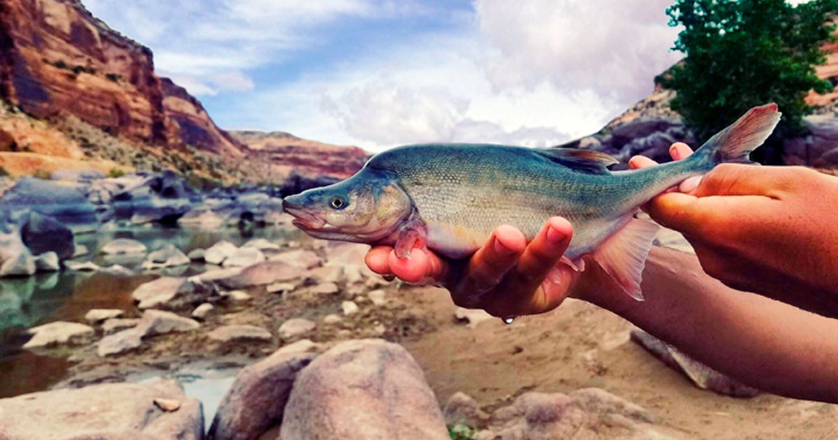 US formally removes Colorado River fish’s endangered status The Seattle Times