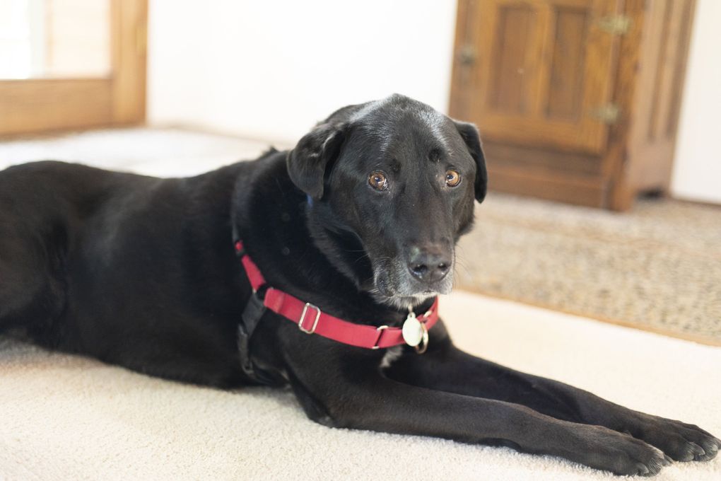 Trudeau, a 7-year-old Labrador retriever mix, was euthanized by Seattle Humane in 2019, sparking an internal revolt in the organization. (Stephanie Seek)