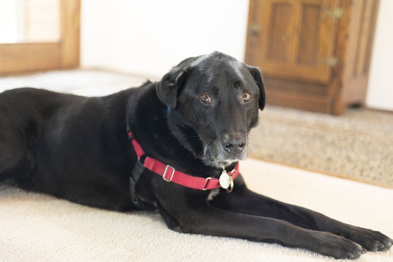 Seattle Mariners Rescue an Adorable Lab, and Baseball Fans Are Living For  It - PetHelpful News