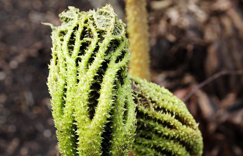 The Gunnera manicata, also known as a Brazilian giant-rhubarb, are starting to come out of a hibernation state at the Volunteer Park Conservatory, reaching out of “crowns” which had been protected for the winter by staff here, Wednesday, March 14, 2018 in Seattle. Looking a bit like hands belonging to the “Creature From the Black Lagoon” or “The Shape of Water,” the tropical perennial plants can grow huge leaves, sometimes spanning seven feet or more. 205624