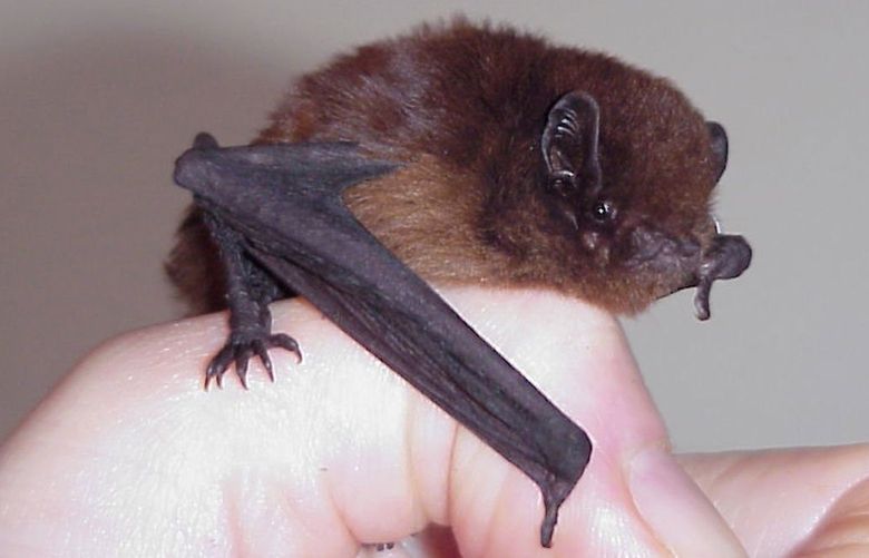 The long-tailed bat won New Zealand’s Bird of the Year 2021 competition.