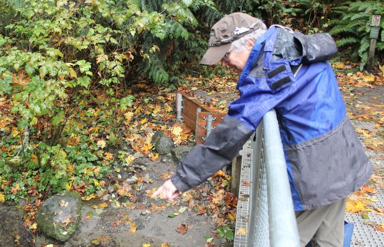 Volunteer salmon steward Mary Vincent leans over a bridge straddling Pipers Creek and points to a favorite spawning spot for returning salmon in Carkeek Park.
