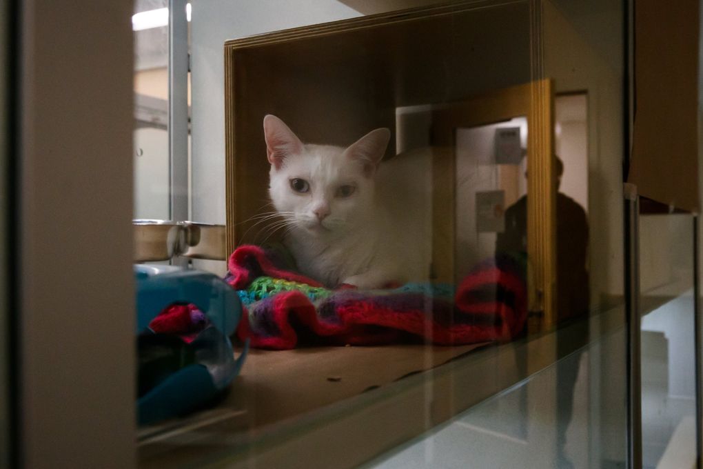 A cat rests on a blanket at Seattle Humane. (Erika Schultz / The Seattle Times)