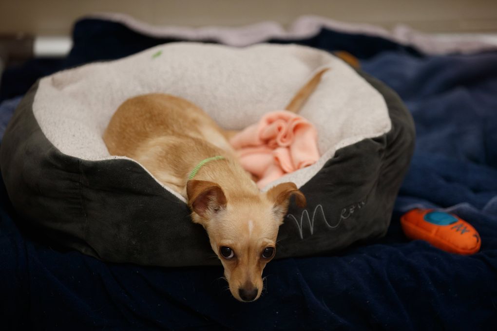 A dog rests in a bed at Seattle Humane. The new building has capacity for 165 cats and 170 dogs, a 35% increase from its previous building. (Erika Schultz / The Seattle Times)