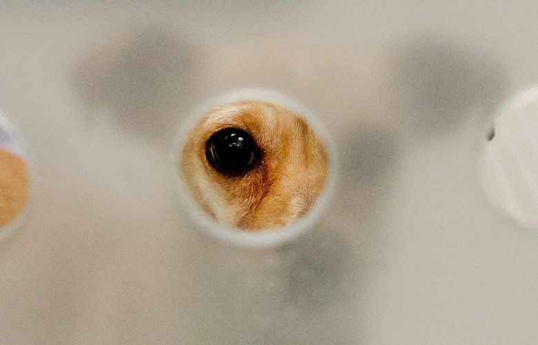 A six pound dog, soon to be adopted, is seen at Seattle Humane in Bellevue Tuesday, Sept 21, 2021. 218252