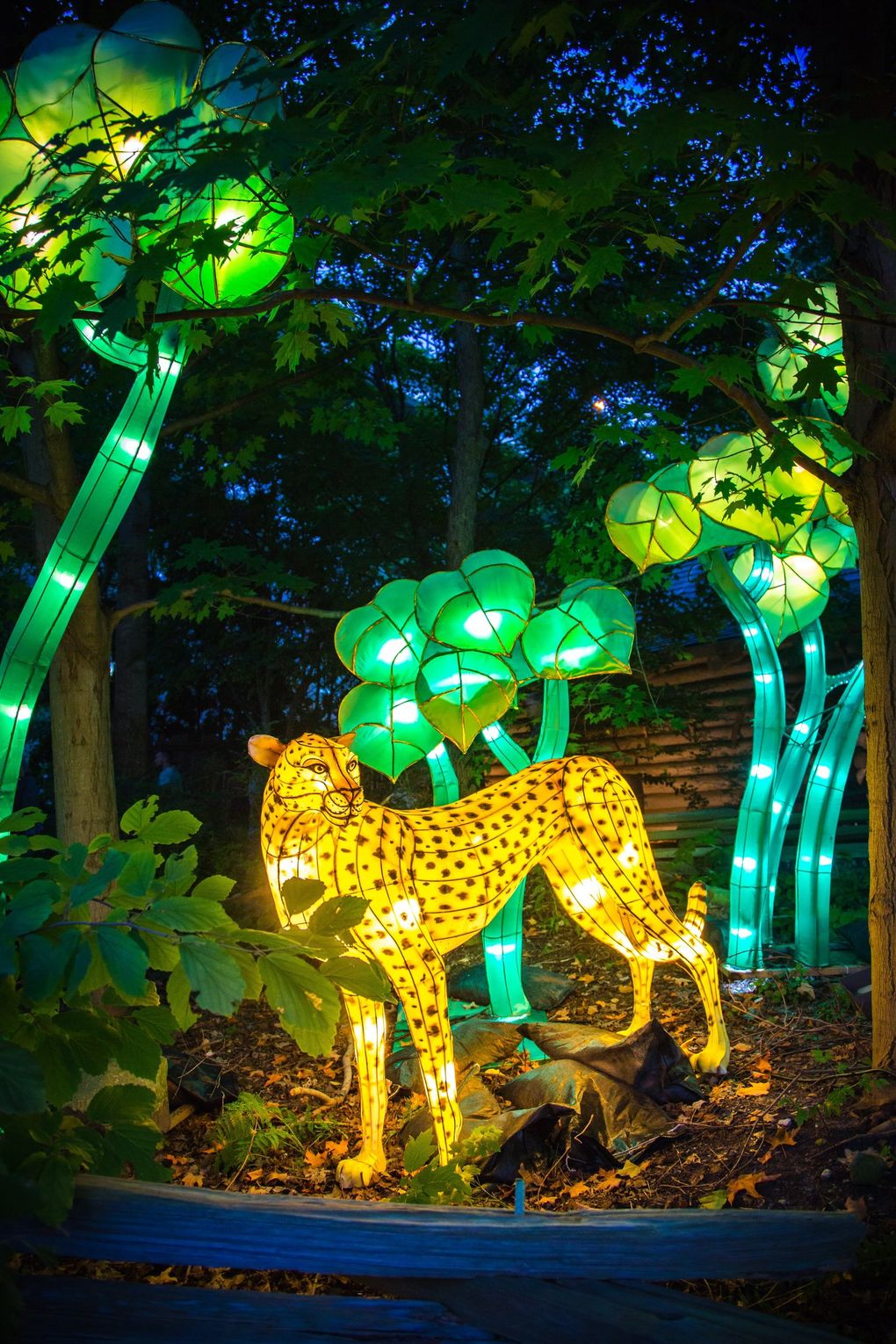 A mysterious forest with tiger and jaguar lanterns are part of this year’s WildLanterns show at Woodland Park Zoo, starting Nov. 12. (Courtesy of Woodland Park Zoo)