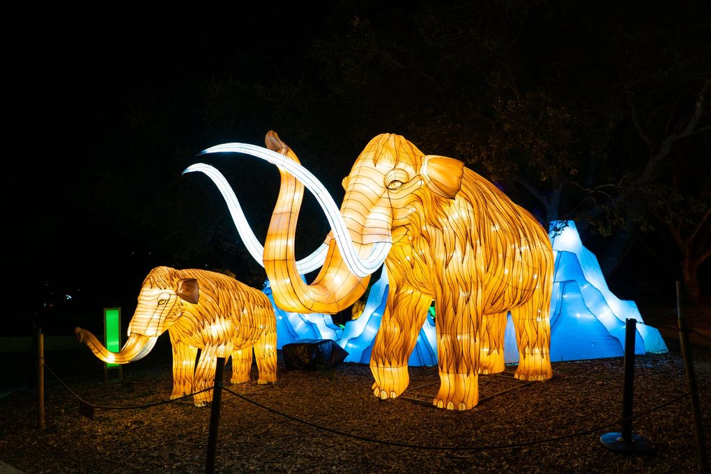 All the lantern sculptures at Woodland Park Zoo’s WildLanterns are new this year, including a section devoted to creatures of the past such as dinosaurs and woolly mammoths. (Courtesy of Woodland Park Zoo)