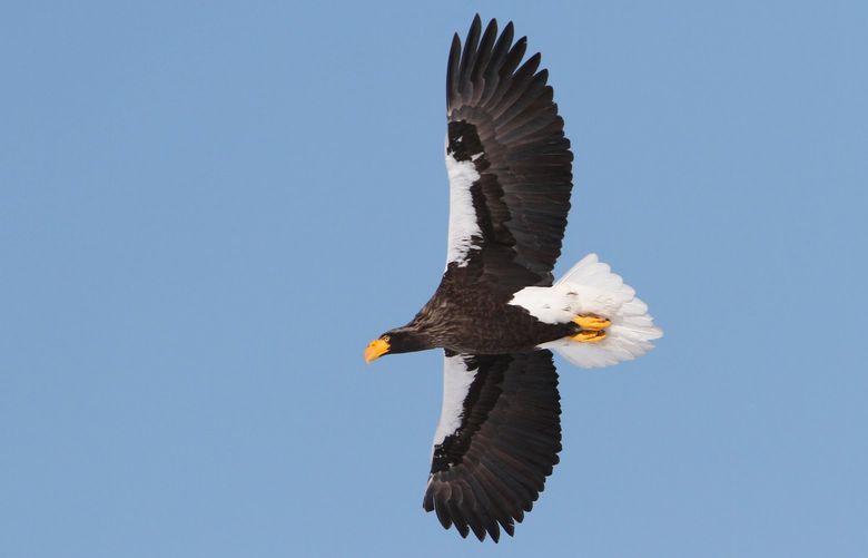An undated photo provided by Cornell Lab of Ornithology, shows a Steller’s sea eagle in flight. Steller’s sea eagles are rare arctic birds with bright orange beaks and a 6- to 8-foot wingspan, which means they can outsize bald eagles. (Christoph Moning, Macaulay Library, Cornell Lab of Ornithology via The New York Times) — NO SALES; FOR EDITORIAL USE ONLY WITH NYT STORY ROGUE-EAGLE BY MARION RENAULT FOR NOV. 5, 2021. ALL OTHER USE PROHIBITED. — XNYT55 XNYT55