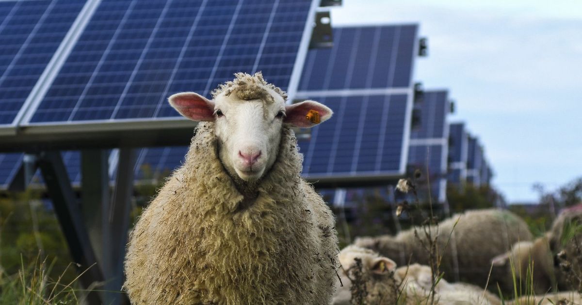 Bees Sheep Crops Solar Developers Tout Multiple Benefits The 