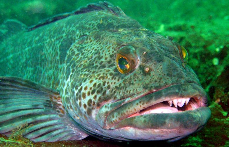 Ling cod. Photo by Janna Nichols
With story by Craig Welch