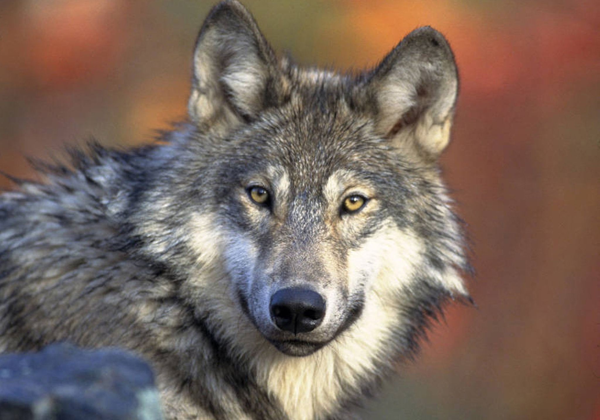 By the end of 2025, Washington's minimum wolf population was estimated at 270 animals, living in 49 packs and forming 23 breeding pairs. (AP Photo/U.S. Fish and Wildlife Service, Gary Kramer, file)