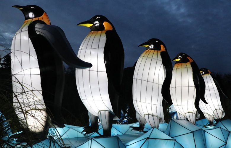 Larger-than-life penguins follow the leader at WildLanterns at the Woodland Park Zoo.
Preview before opening to the public on Friday.
Wednesday Nov. 10, 2021 218746