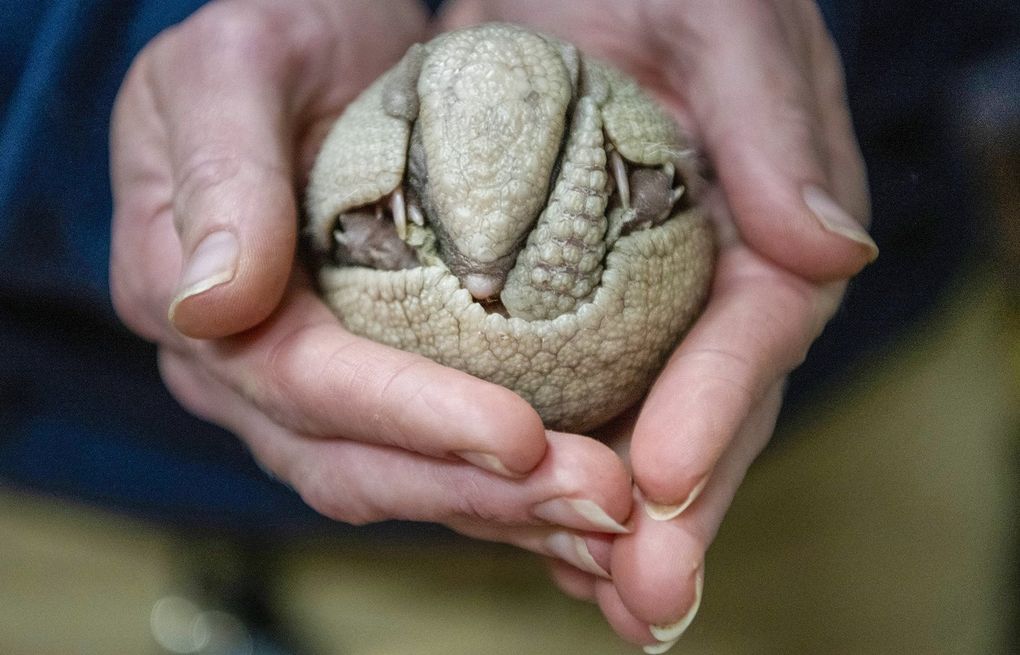 Little Ball Of Cuteness Newborn Armadillo Pup Arrives At Tacoma Zoo The Seattle Times