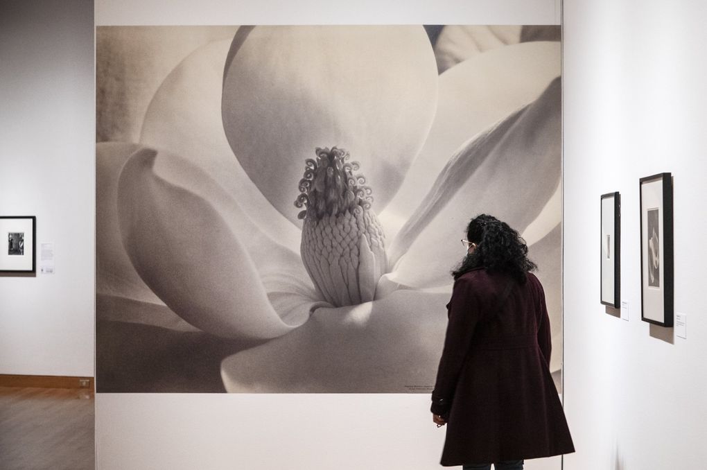 A large blowup of Imogen Cunningham’s “Magnolia Blossom” greets visitors to a  retrospective of her work — the first one in 35 years — at the Seattle Art Museum. (Steve Ringman / The Seattle Times)