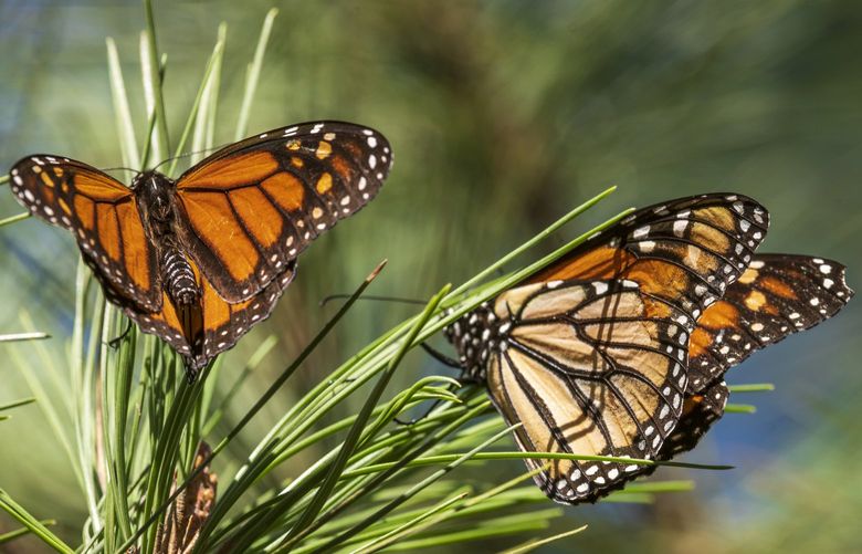 Butterflies land on branches at Monarch Grove Sanctuary in Pacific Grove, Calif., Wednesday, Nov. 10, 2021. The number of Western monarch butterflies wintering along California’s central coast is bouncing back after the population reached an all-time low last year. (AP Photo/Nic Coury) CANC103 CANC103