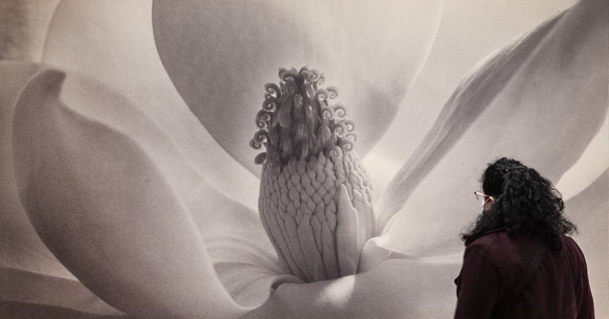 SAM exhibition shows why Seattle’s Imogen Cunningham is one of the leading photographers of her time