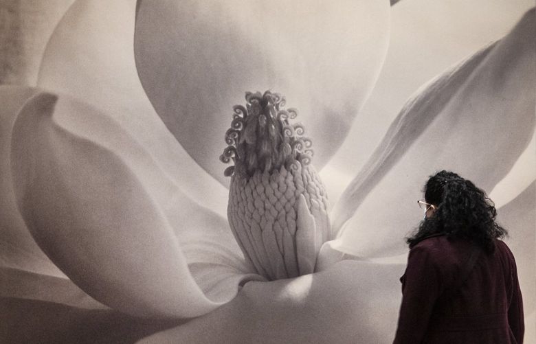 Tuesday, November 16, 2021.    A large blowup of Imogen Cunningham’s “Magnolia Blossom” greets visitors to her retrospective at the Seattle Art Museum.    218809