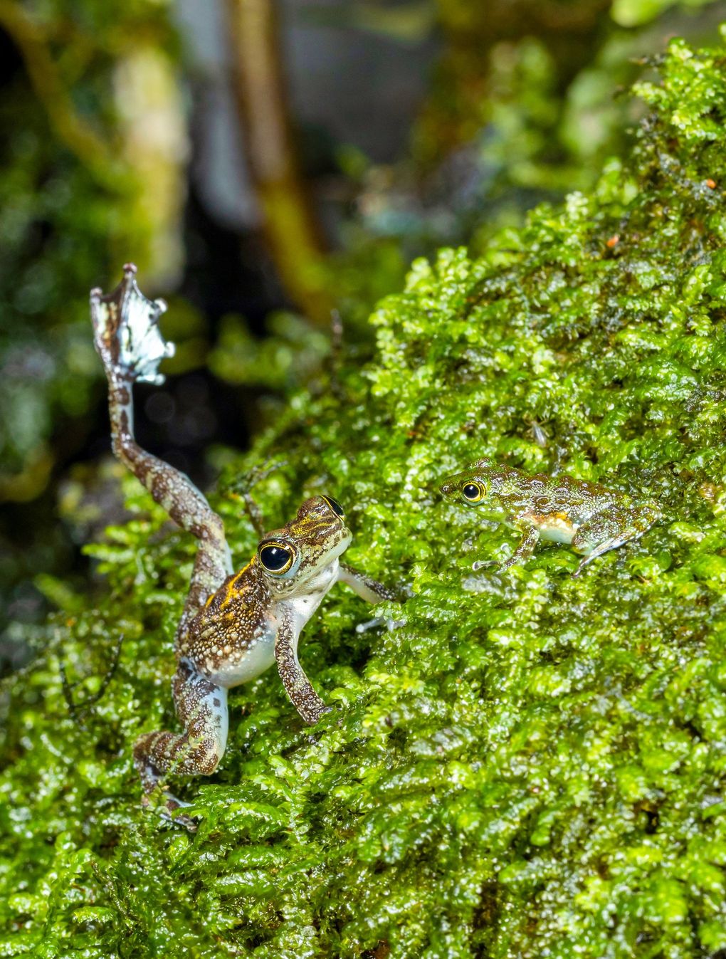 A Bornean rock frog in the wild, making a foot-flagging display. (R. Kainradl / Vienna Zoo via The New York Times)