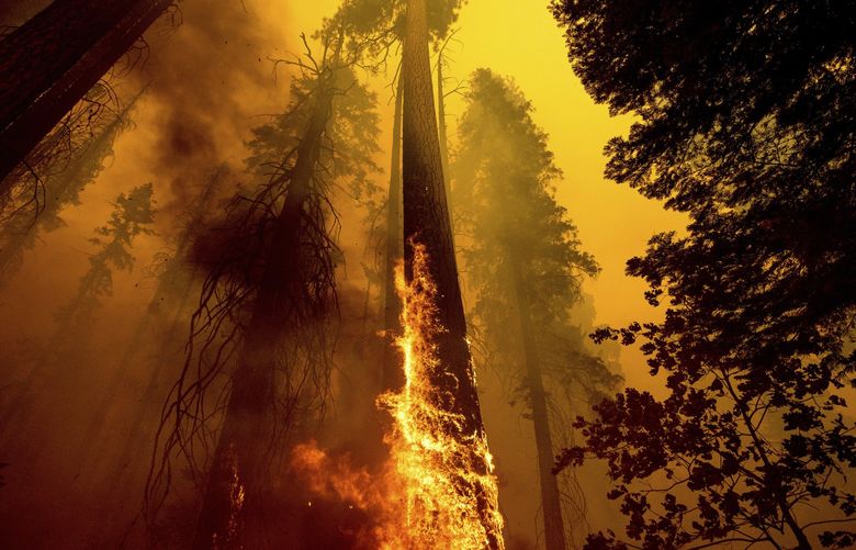 FILE – Flames burn up a tree as part of the Windy Fire in the Trail of 100 Giants grove in Sequoia National Forest, Calif., on Sept. 19, 2021. Sequoia National Park says lightning-sparked wildfires in the past two years have killed a minimum of nearly 10,000 giant sequoia trees in California. The estimate released Friday, Nov. 19, 2021, accounts for 13% to 19% of the native sequoias that are the largest trees on Earth. (AP Photo/Noah Berger, File) FX509 FX509