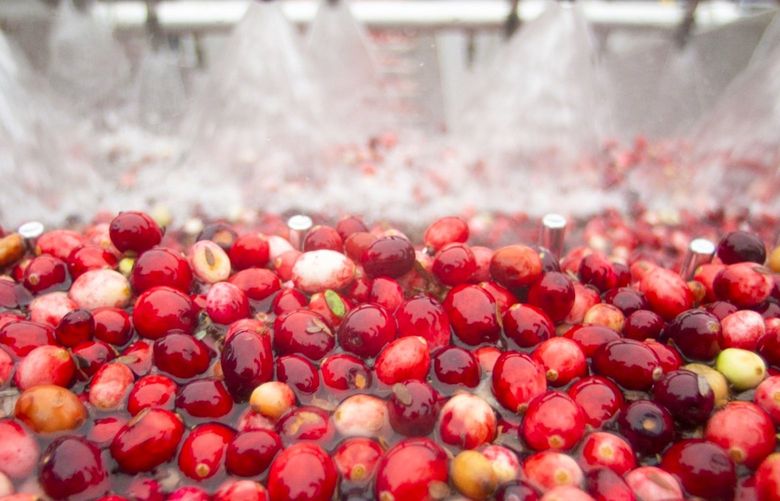 Cranberries are washed after harvest in Canada.