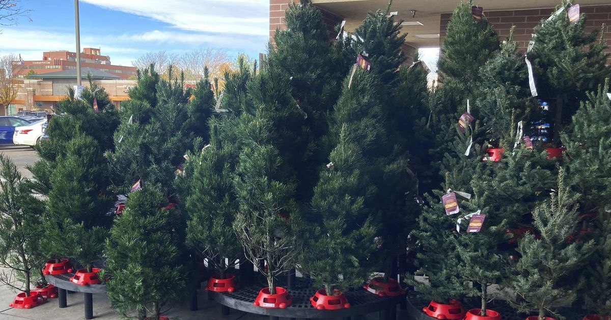 Expect to pay more for Christmas trees, experts say The Seattle Times