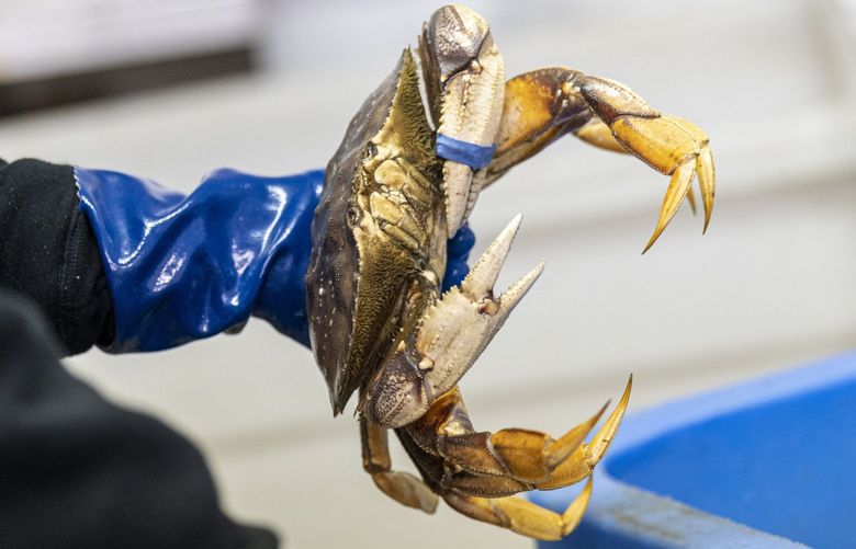 A worker holds a Dungeness crab after being offloaded from a boat on Pier 45 in the Fisherman’s Wharf district in San Francisco, California, U.S., on Wednesday, Jan. 13, 2021. After weeks of negotiations on a per-pound price between wholesale processors and the crab fishermen and delays to protect migrating whales from getting entangled in fishing lines, crab pots are being set as of Monday January 11 with crab being available as soon as January 15. Photographer: David Paul Morris/Bloomberg
