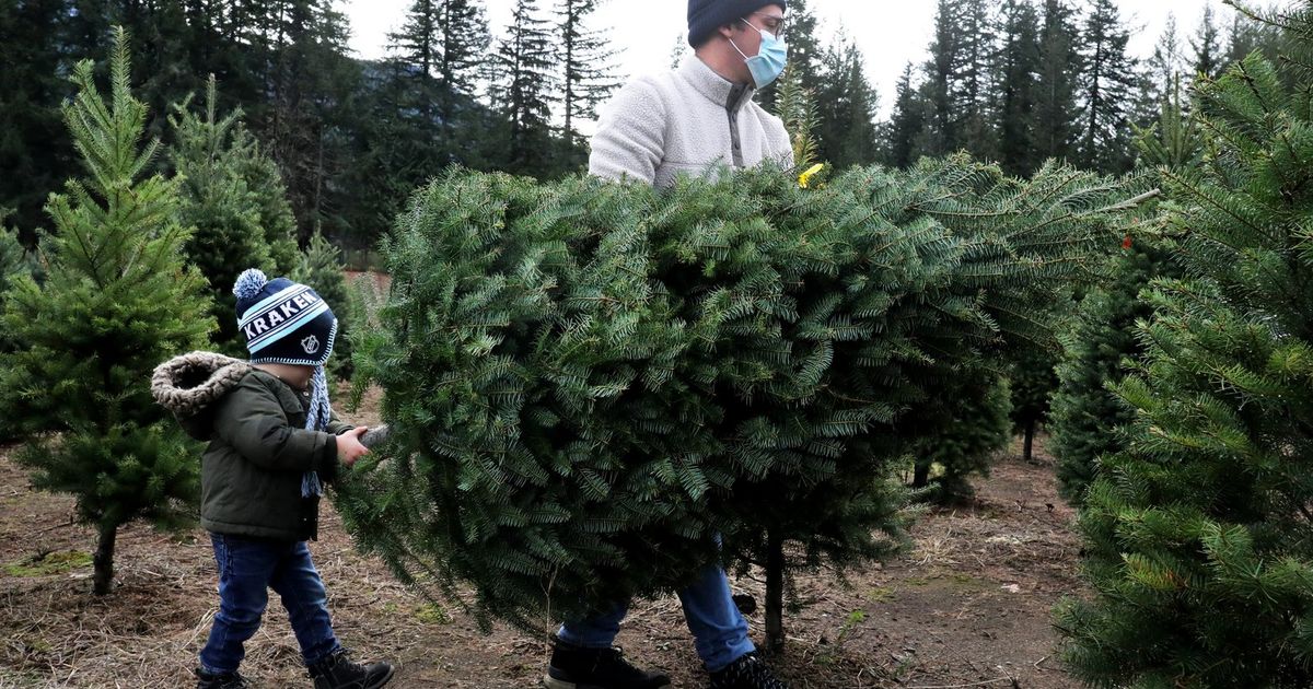 Seeking the perfect Christmas tree in North Bend The Seattle Times