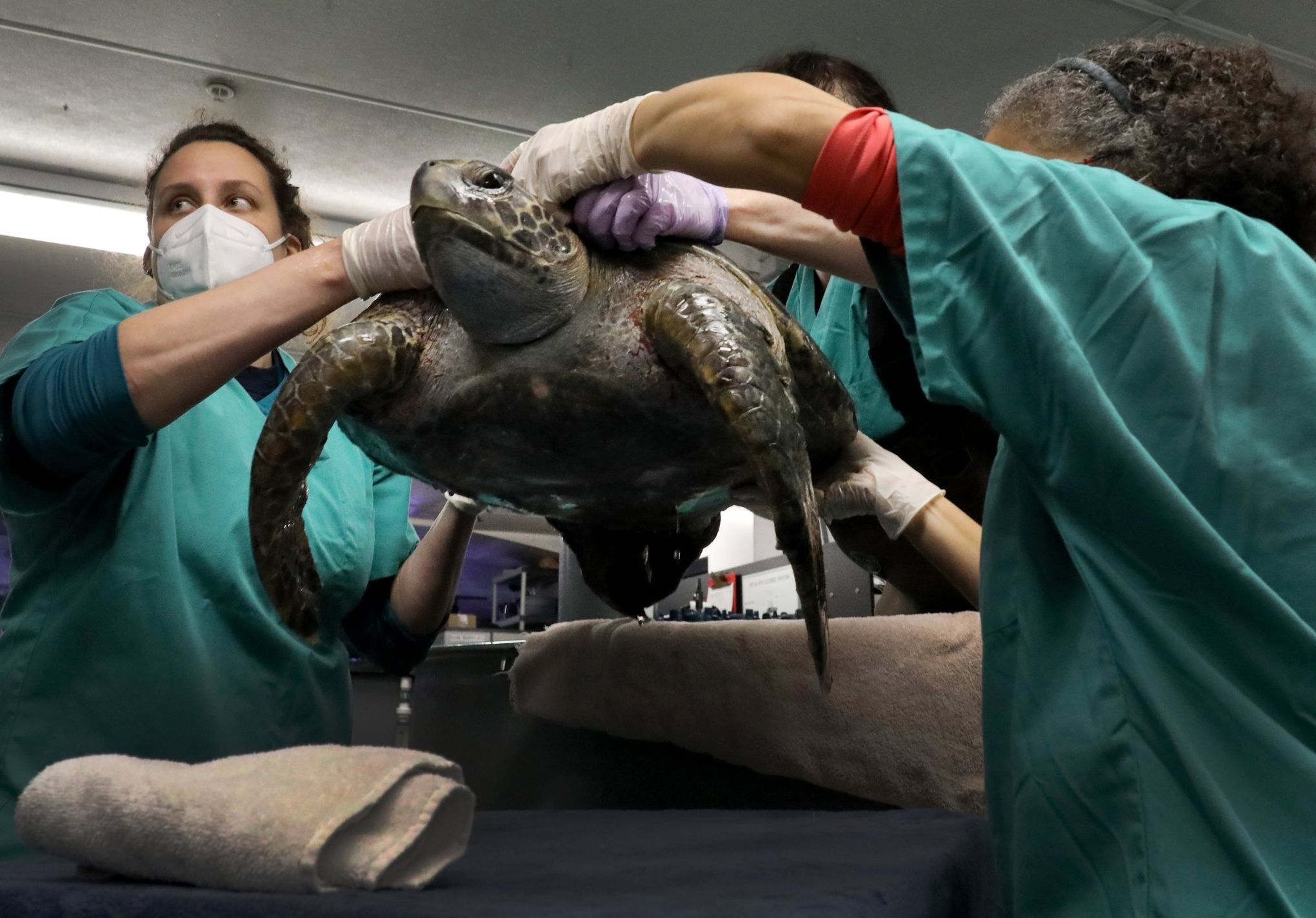 Turtles DON'T live inside their shells as shocking reality