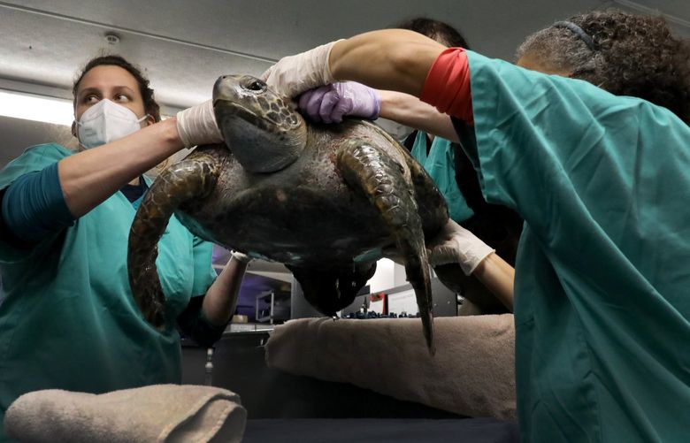 The rescued green sea turtle, now named Shi Shi, is lifted from a holding pool by Angela Smith, left, Dr. Caitlin Hadfield, hidden, and Lindy McMorran at the Seattle Aquarium where itâ€™s receiving critical care.
(Hadfield is the senior veterinarian at the aquarium)

Ref to more photos and video online

Friday Nov. 19, 2021

Its sex is not yet determined.  Age: called sub-adult

Found washed ashore at Shi Shi beach near Neah Bay, WA by a Makah tribal member. 218882