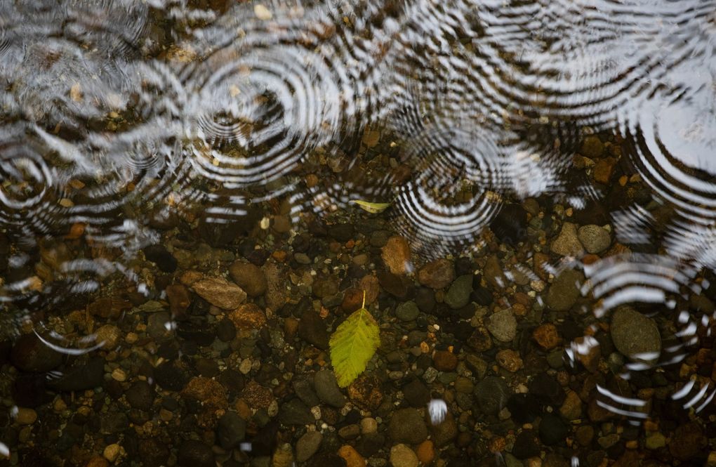A submerged leaf is seen in the rain at Meadowbrook Pond, a stormwater detention facility and habitat area in Northeast Seattle. Tuesday’s weather forecast is an active one, calling for rain, high winds, potential landslides and even the possibility of severe thunderstorms. (Ken Lambert / The Seattle Times)
