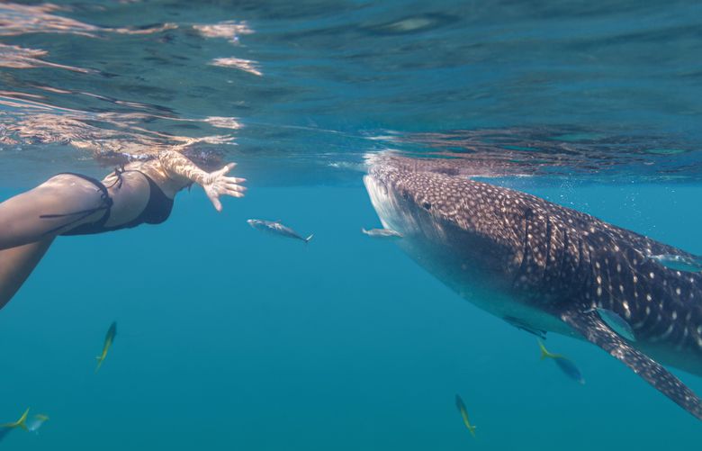 Young woman swimming with giant whale shark. Image: Getty