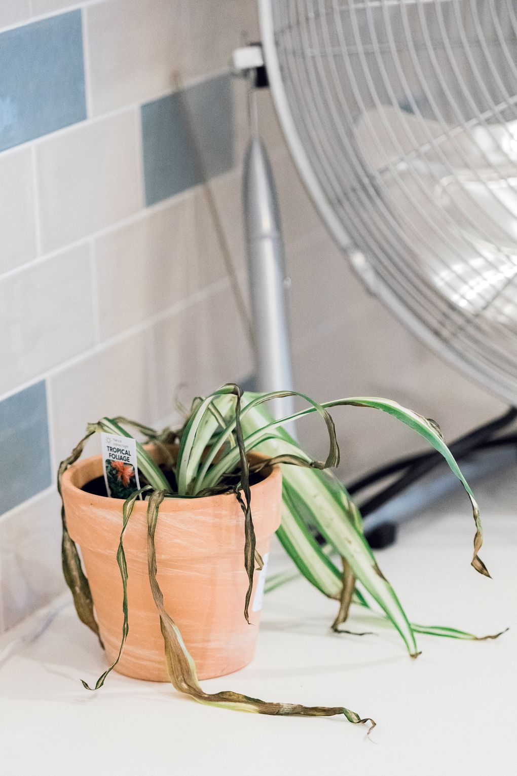 A dying plant at CommonBond’s SoHo office. (Jeenah Moon / The New York Times)
